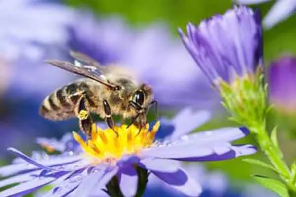 ¿Cuál es la importancia de las abejas y la miel en la alimentación?