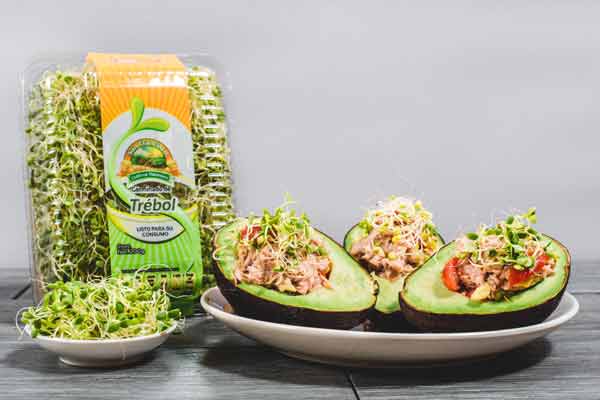 ¡Germinados, un alimento vivo que te puede sorprender! 1 ¡Germinados, un alimento vivo que te puede sorprender!