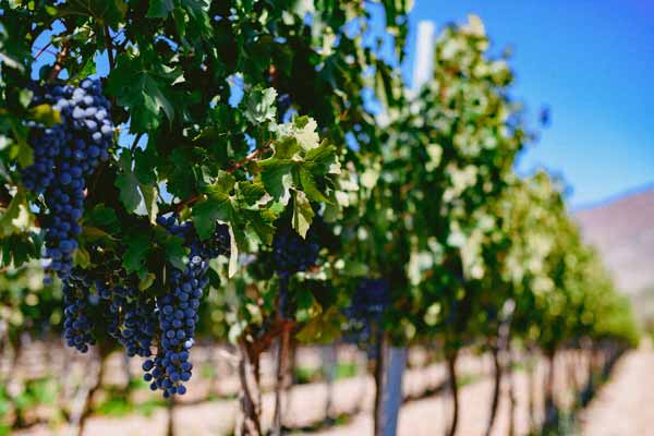 Viña Tarapacá vinos chilenos