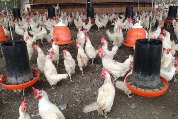 gallinas de jaulas libres