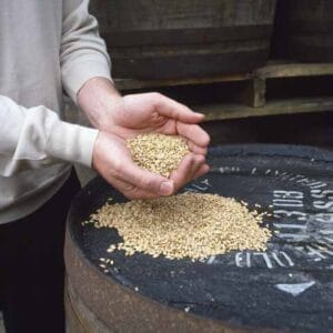 granos para la producción de whisky