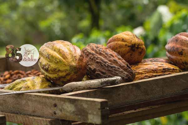 Aschoco cumple 85 años trabajando por la industria del cacao 1 Aschoco cumple 85 años trabajando por la industria del cacao