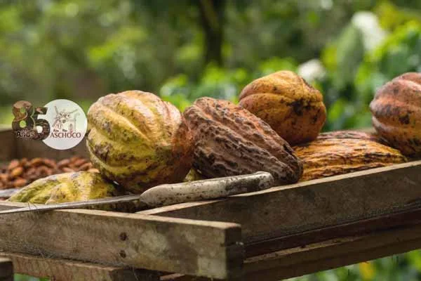 Aschoco cumple 85 años trabajando por la industria del cacao