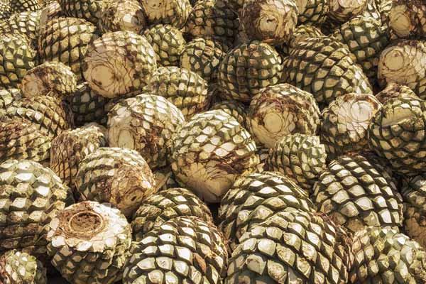 Razones que hacen del tequila una bebida especial 1 Razones que hacen del tequila una bebida especial