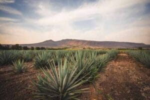 campos de agave