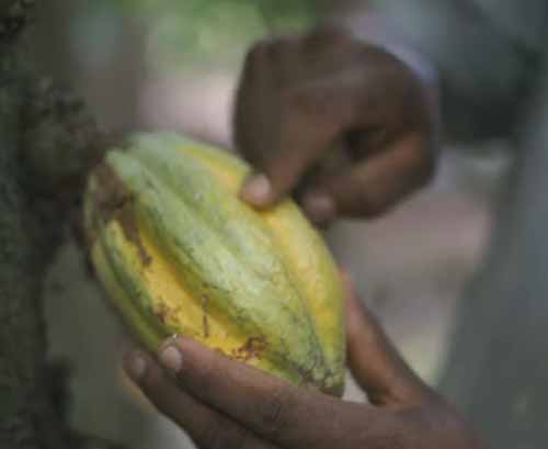 productores de cacao