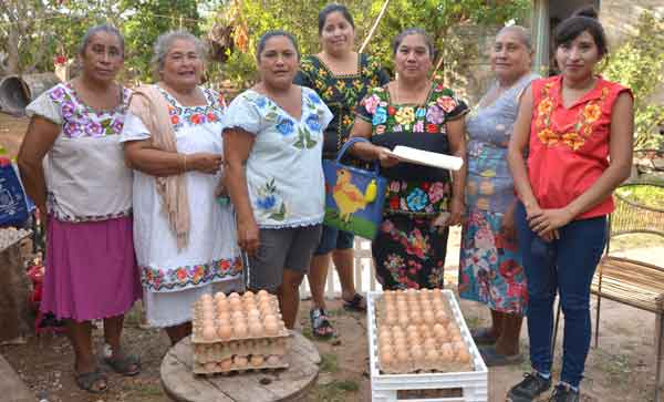 Toks reactiva el programa huevo de gallina libre de jaula 2 Toks Programa de huevo de gallina libre