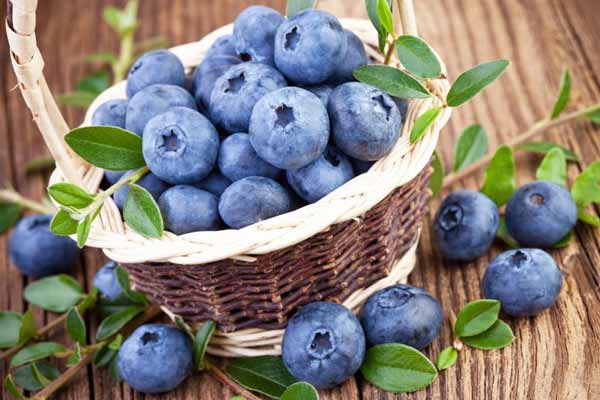 4 cualidades por las que el arándano azul es un fruto especial 1 4 cualidades por las que el arándano azul es un fruto especial