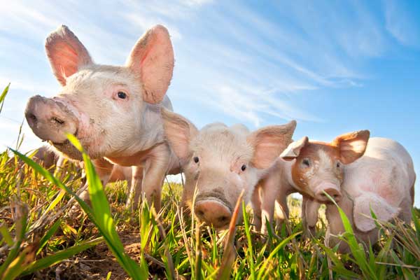 Buenos hábitos alimenticios contribuyen al bienestar animal 1 Buenos hábitos alimenticios contribuyen al bienestar animal