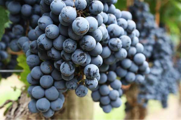 Día Mundial del Malbec: 5 datos interesantes sobre esta cepa 1 Día Mundial del Malbec: 5 datos interesantes sobre esta cepa