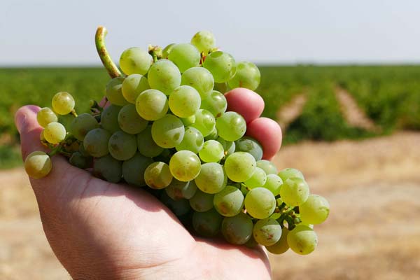 World Verdejo Day: Un homenaje a la uva autóctona de la D.O. Rueda 1 World Verdejo Day: Un homenaje a la uva autóctona de la D.O. Rueda