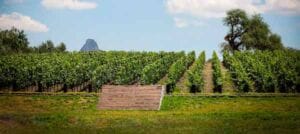 Casa Donato celebró su Fiesta de la Vendimia en Querétaro 2 Vendimia Casa Donato