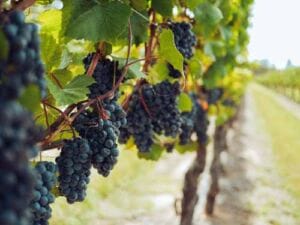 vendimias en México