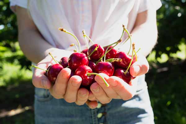 6 beneficios de las cerezas de verano que no conocías 1 6 beneficios de las cerezas de verano que no conocías