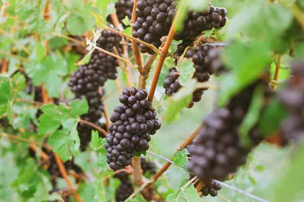 La uva Pinot Noir celebra su día con grandes vinos en México 1 La uva Pinot Noir celebra su día con grandes vinos en México