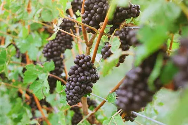 La uva Pinot Noir celebra su día con grandes vinos en México