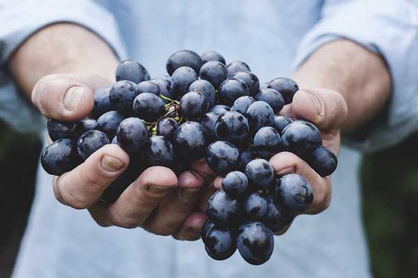 Celebra el Día del Enólogo, la mente maestra detrás de los vinos 1 Celebra el Día del Enólogo, la mente maestra detrás de los vinos