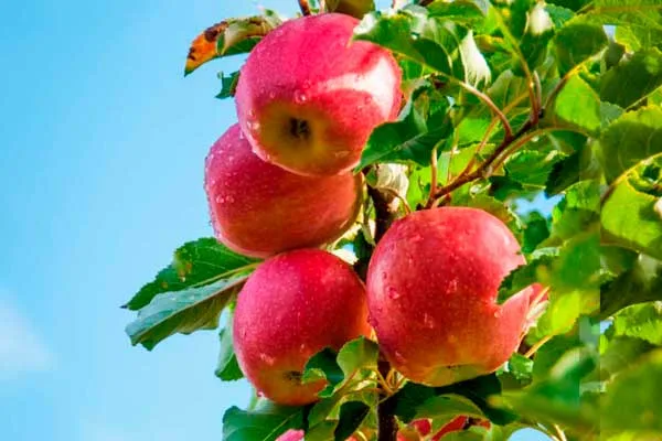 Para este san Valentín regala Cripps Pink, la manzana del amor