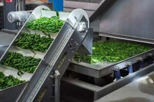 producción de chiles La Costeña