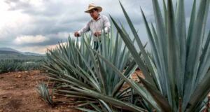 Brindemos por el Día del Tequila con Loco Puro Corazón 2 Tequila Loco Puro Corazón