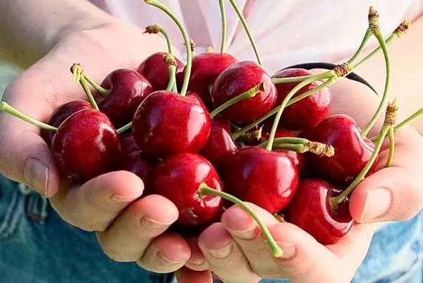 Todo lo que necesitas saber para recibir a las cerezas de verano