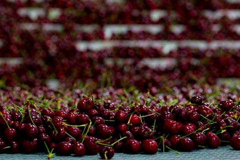 cerezas provenientes de Estados Unidos
