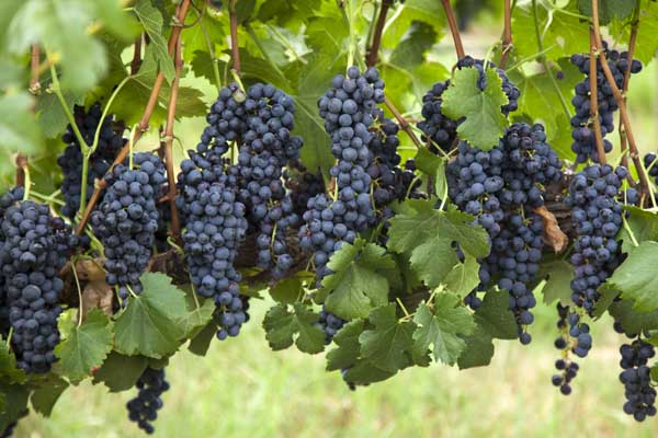 6 propiedades del vino que debes conocer 1 6 propiedades del vino que debes conocer