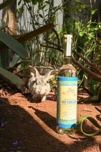 mezcal 400 Conejos
