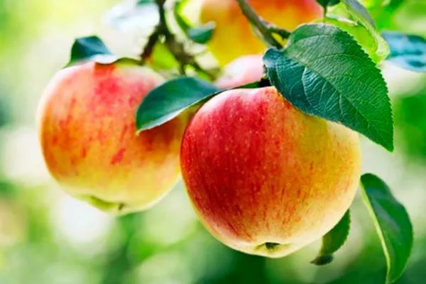 Honeycrisp, la manzana ideal para empezar el año de manera saludable