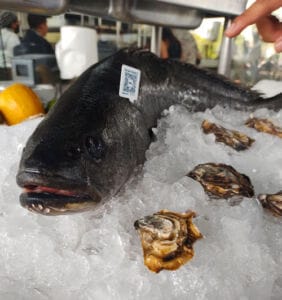 Totoaba Santomar de cultivo