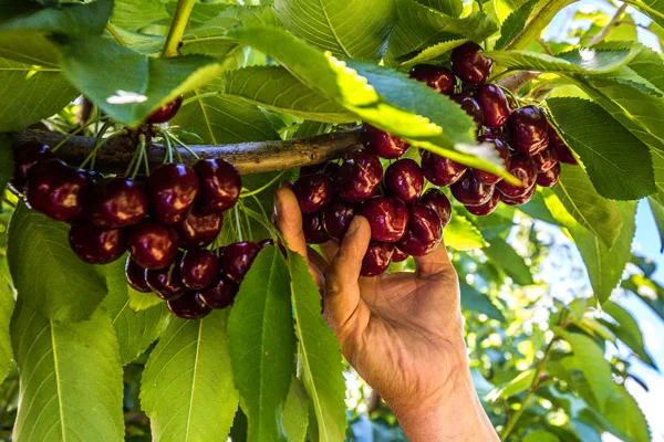 Cerezas de Verano, 5 datos que le interesan a los mexicanos