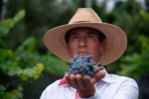Ruta del Vino en Aguascalientes