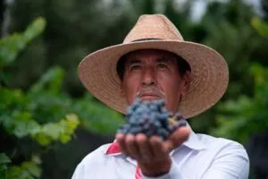 Ruta del Vino en Aguascalientes