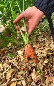 cultivo de zanahoria