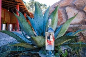 producción de raicilla en Jalisco