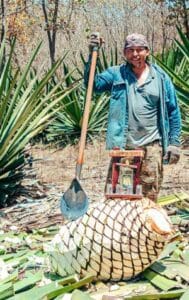 Ruta Agave en Manzanillo