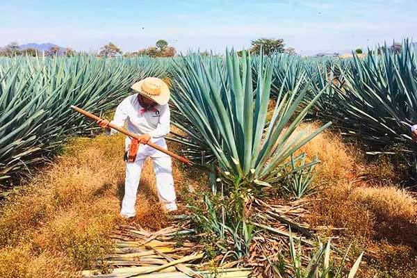El tequila: emblema nacional que representa lo mejor de México en el mundo 1 El tequila: emblema nacional que representa lo mejor de México en el mundo