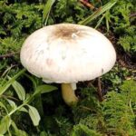 Reserva Santa Fe celebra el Día del Hongo con gastronomía ecológica y Zero Waste 4 Champiñón