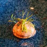 Entrada de cortesía