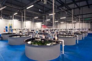 criaderos de totoaba Santomar