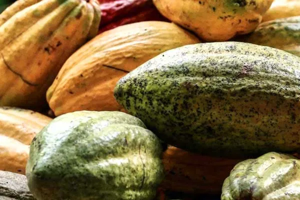 Del cacao al paladar: el chocolate sustentable que transforma vidas