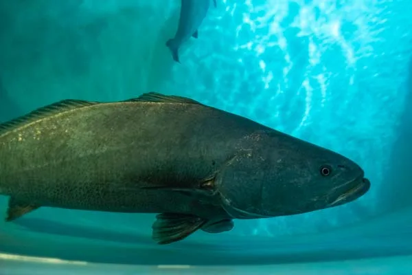 Día Nacional de la Totoaba: Santomar reafirma su compromiso con la conservación de la especie
