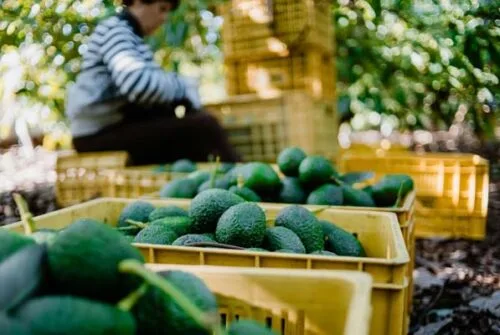 Consumo de aguacate crecerá 15% en EE.UU. por el Super Bowl LX 🥑