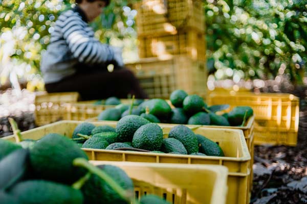 Consumo de aguacate crecerá 15% en EE.UU. por el Super Bowl LX 🥑