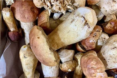 Amici celebra “Hongosto” con el arte ancestral de los fermentos y la nixtamalización