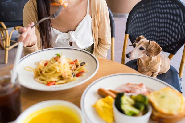 Top 50 restaurantes pet friendly en CDMX 2026: OpenTable revela los mejores lugares para comer con tu perro