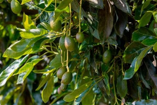 Esta es la tecnología que verifica la producción de aguacate mexicano sin causar deforestación
