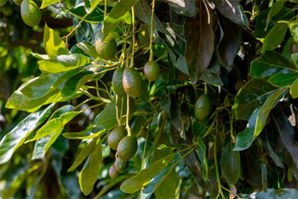 Esta es la tecnología que verifica la producción de aguacate mexicano sin causar deforestación 1 Esta es la tecnología que verifica la producción de aguacate mexicano sin causar deforestación